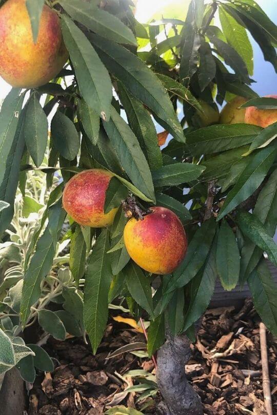 Nectarine Trees