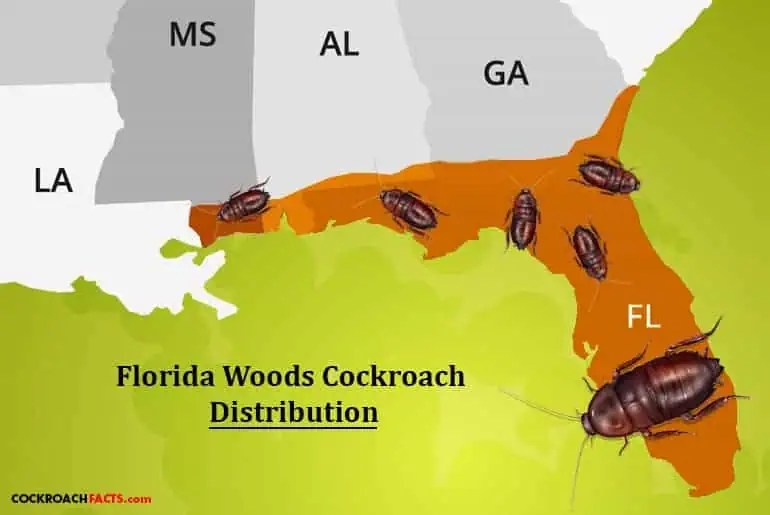 The Florida Woods Cockroach Tips And Solutions Cockroach Facts