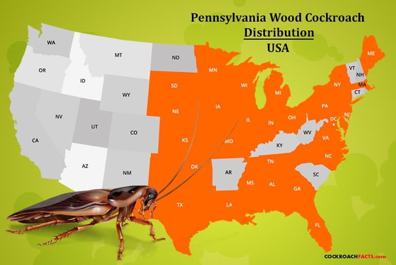 The Pennsylvania Wood Cockroach Year Round Solutions Cockroach