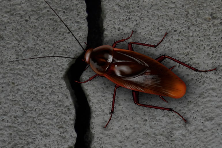 Smoky Brown Cockroach Identification Control And Prevention