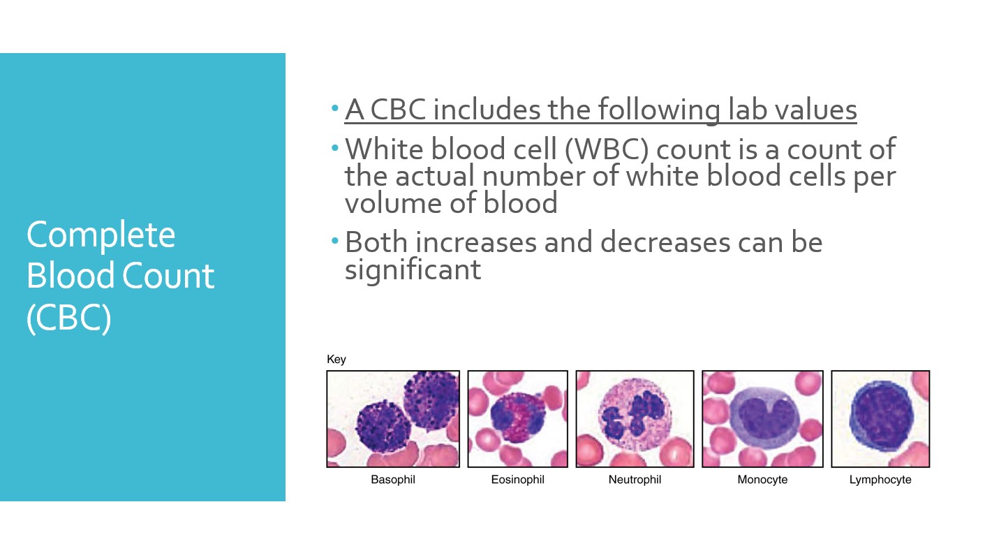 Cbc And Differential Explained at Jeremy Rivera blog