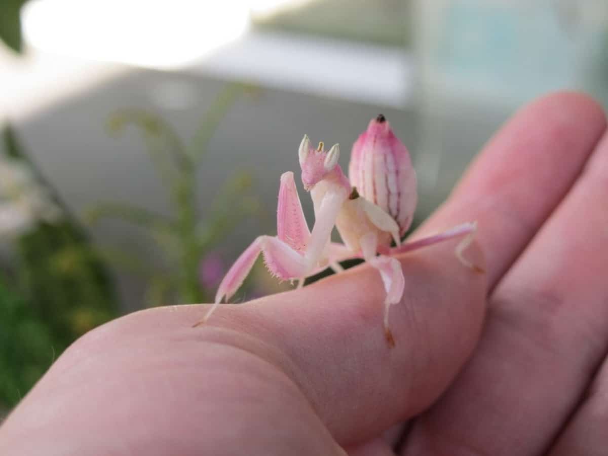 Hate bugs? Try disliking these little Orchid Mantises