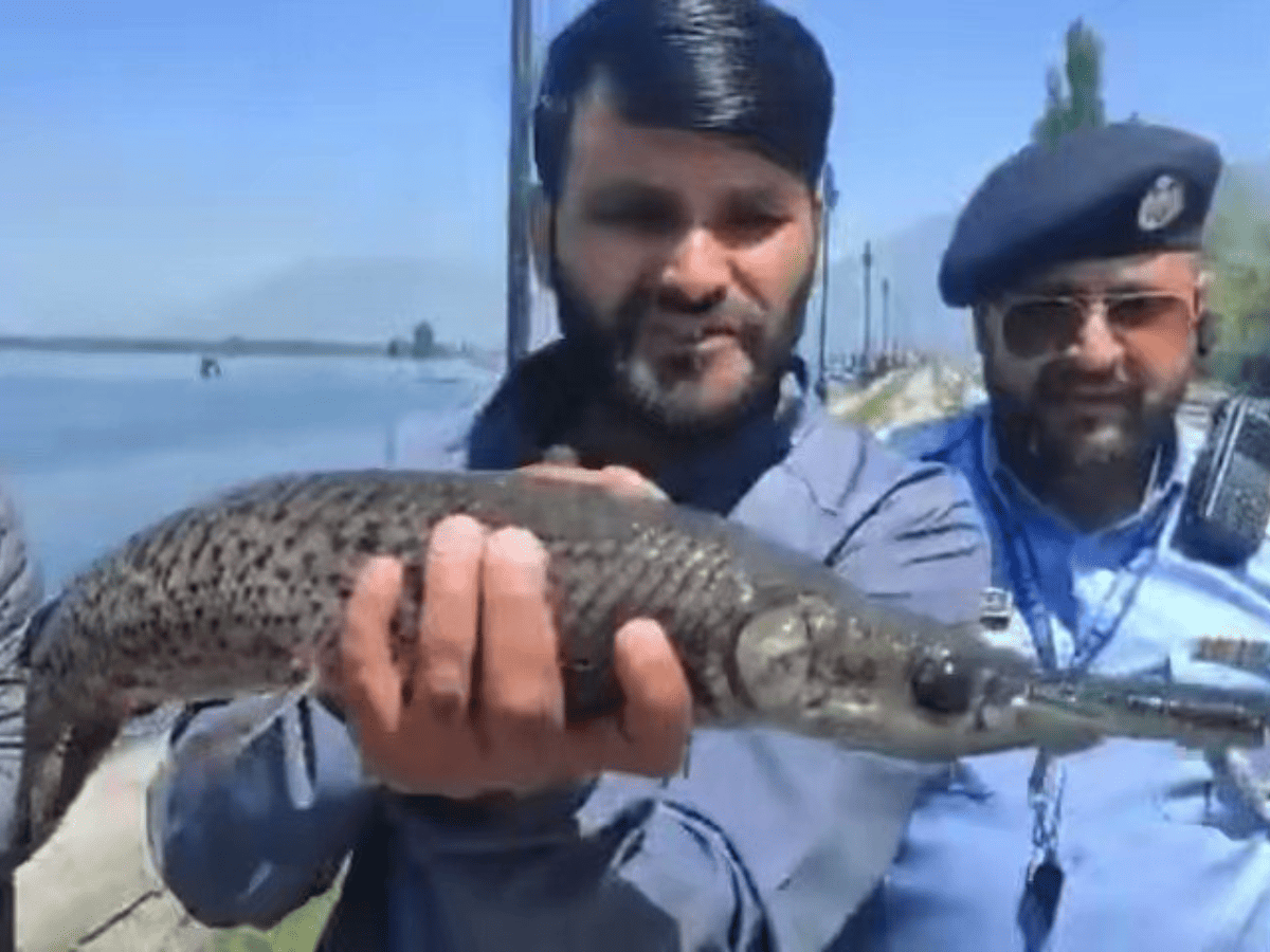 Kashmir Alligator Gar Fish found in Dal Lake rings alarm bells among