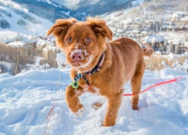 Beaver Creek Resort Beaver Creek, Colorado