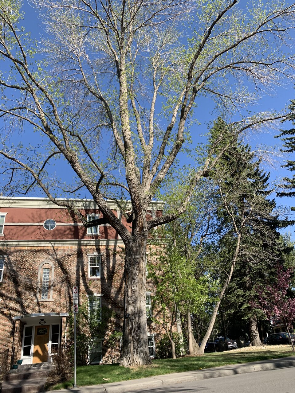 Trees in Calgary Page 5 SkyriseCities