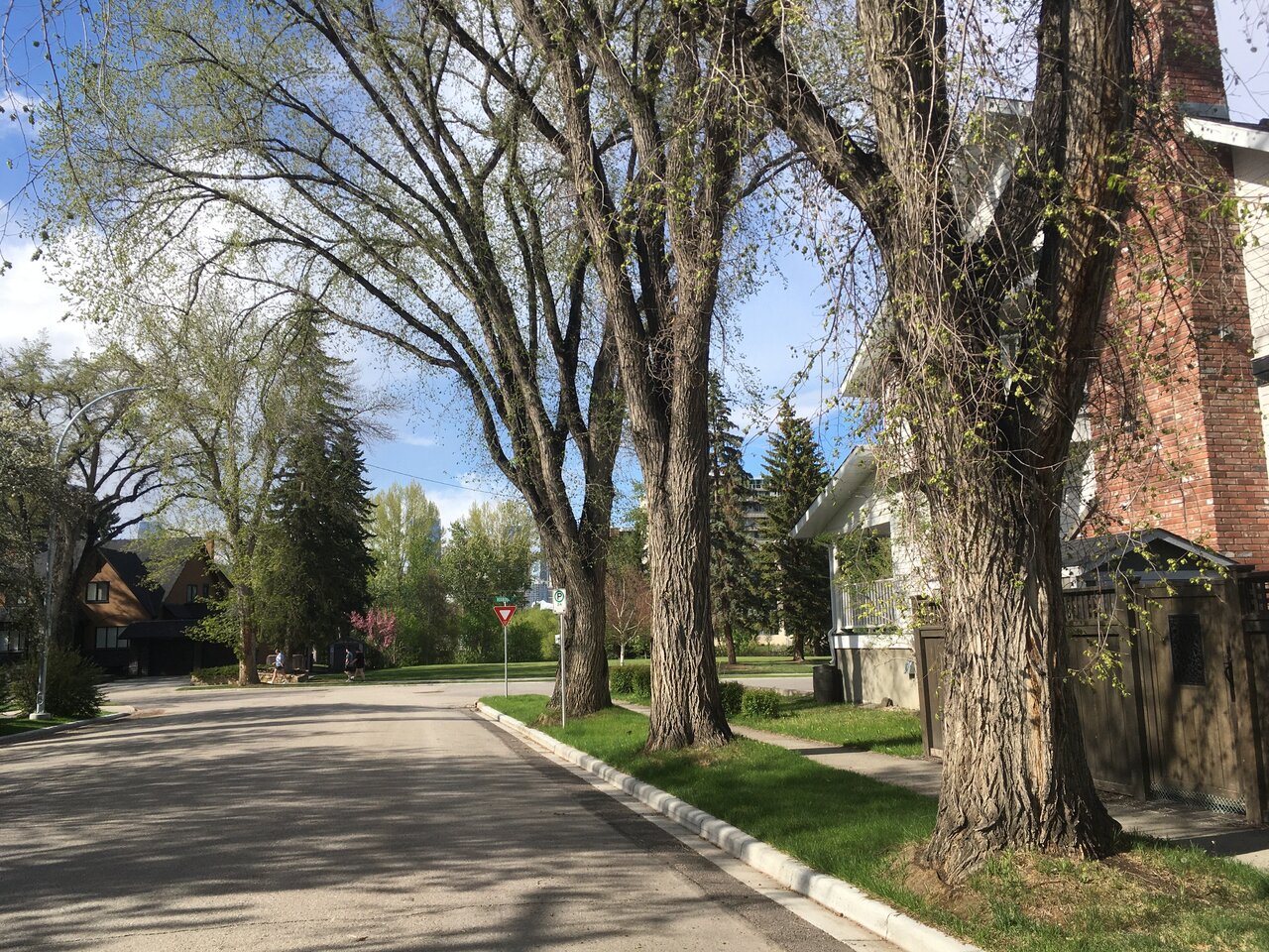 Trees in Calgary Page 5 SkyriseCities