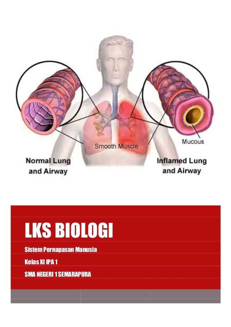 Soal Kelas 8 Sistem Pernapasan Bedah Sekolah