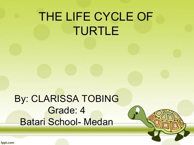 THE LIFE CYCLE OF TURTLE