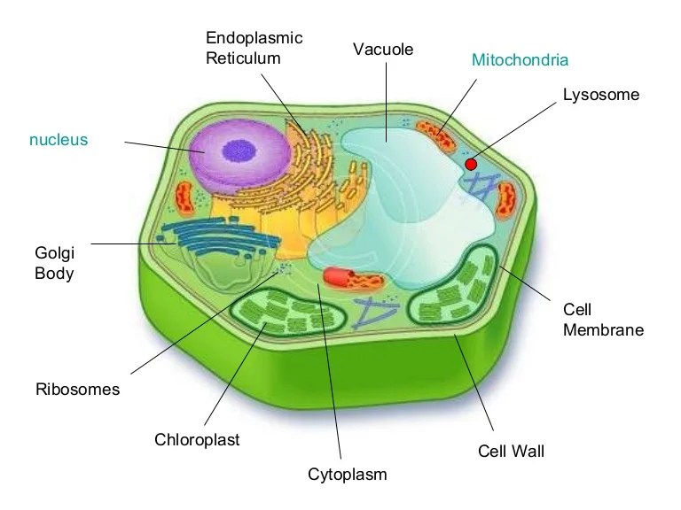The Best Cell Membrane In Plant Cell Or Animal Cell References