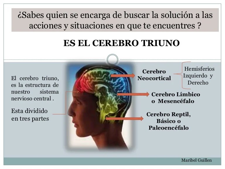 Cerebro triuno