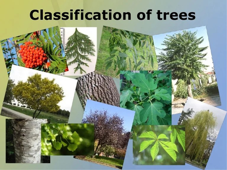 Classification of trees