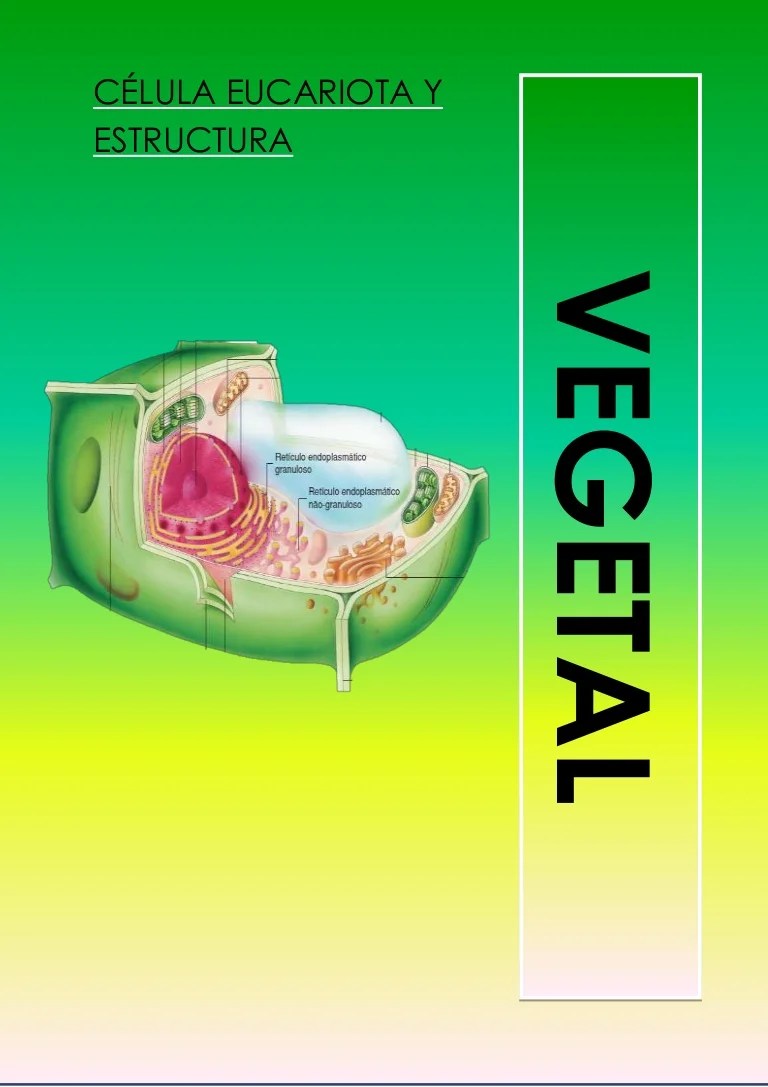 Célula eucariota vegetal y estructura