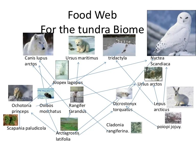 Food web[2]