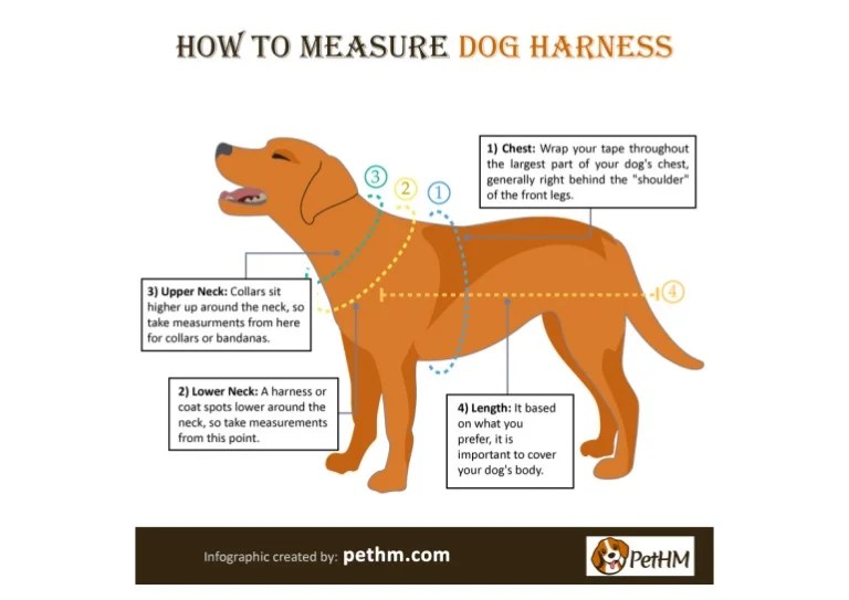 How to Measure Dog Harness