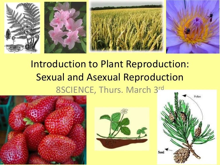 Introduction to plant reproduction