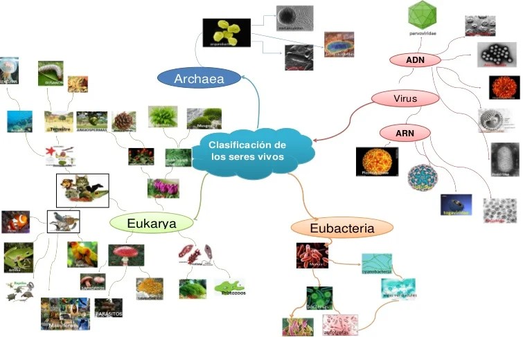 Mapa mental de la clasificación de los seres vivos