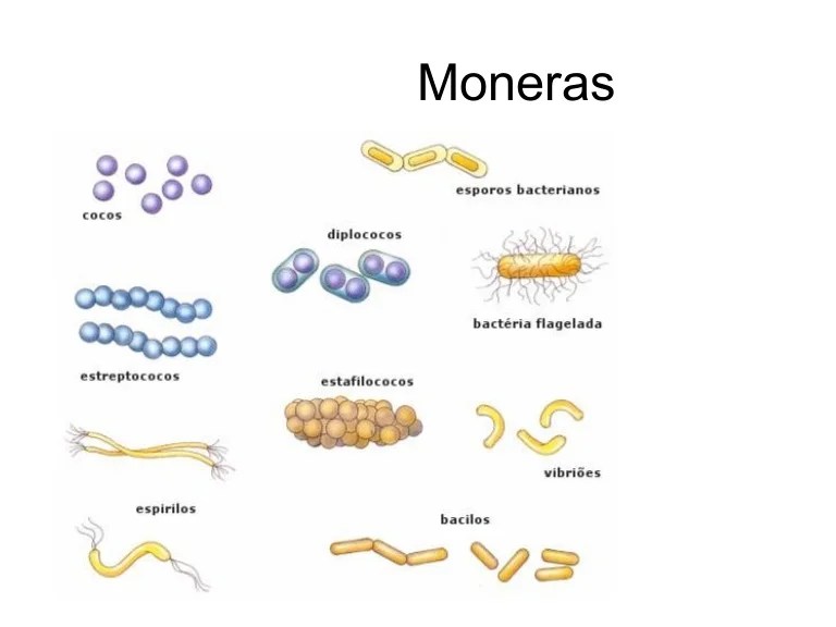 MÃ³neras,protistas y hongos