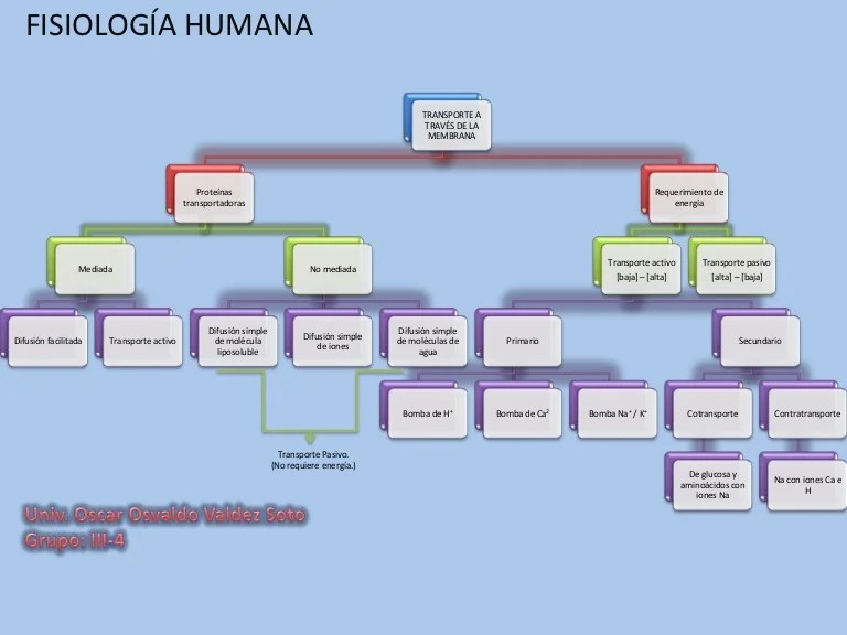 TRANSPORTE A TRAVÃ‰S DE MEMBRANA (MAPA CONCEPTUAL)