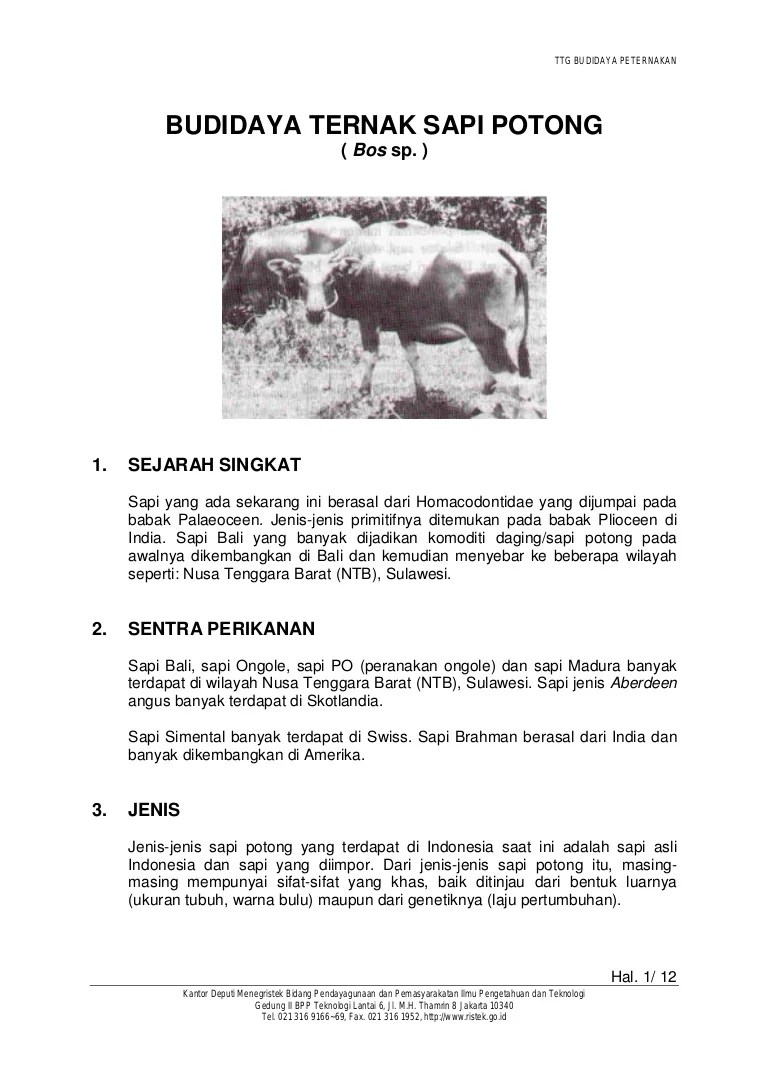 Sapi potong