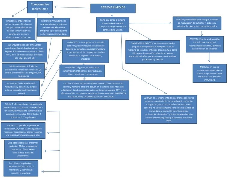 Histologia Sistema linfoide mapa conceptual