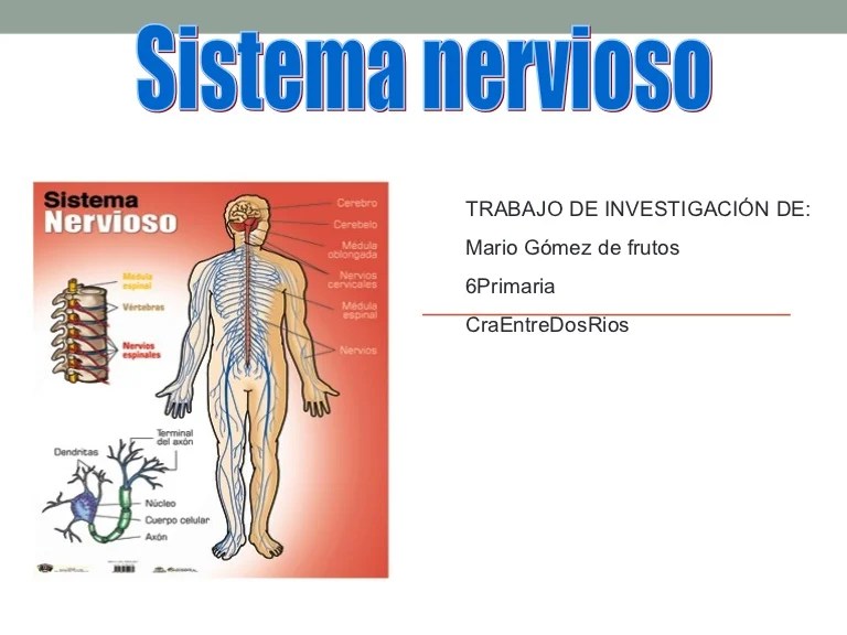 Sistema nervioso