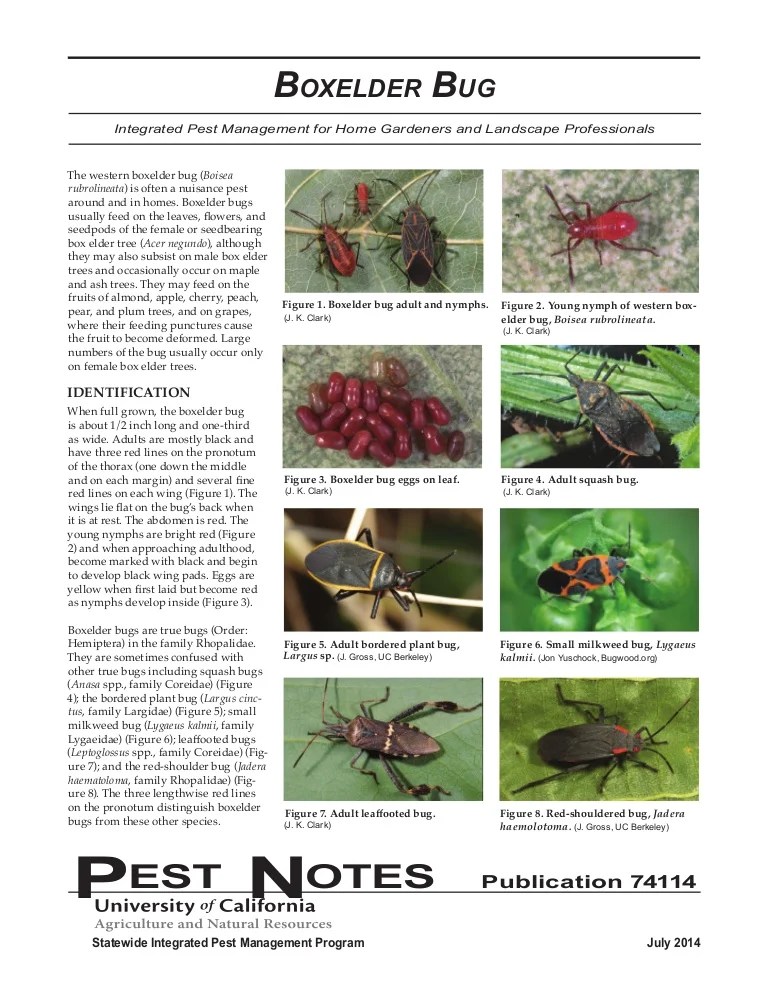 Boxelder Bug Integrated Pest Management