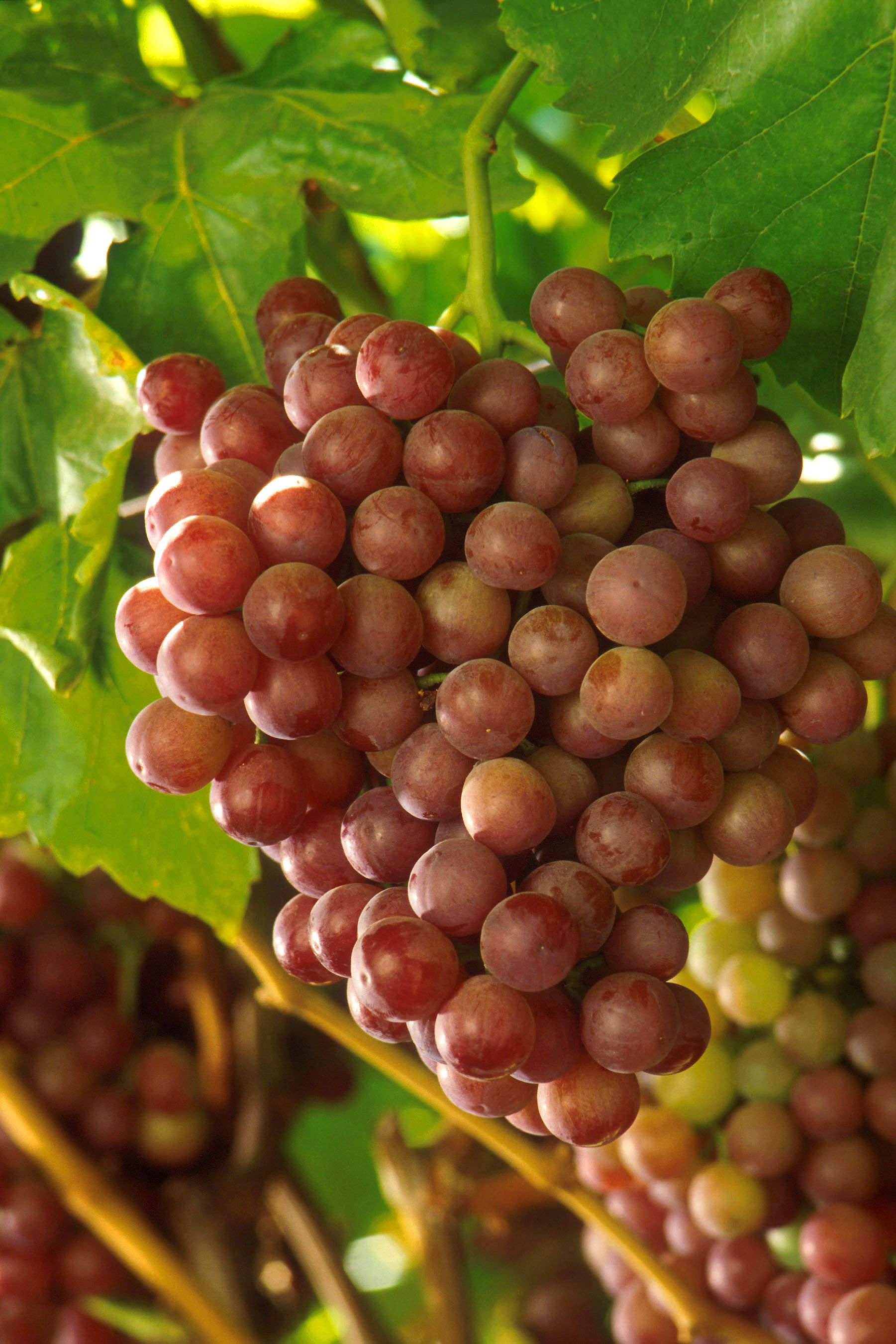 Florida Grape Harvest Everything You Need To Know SloWine