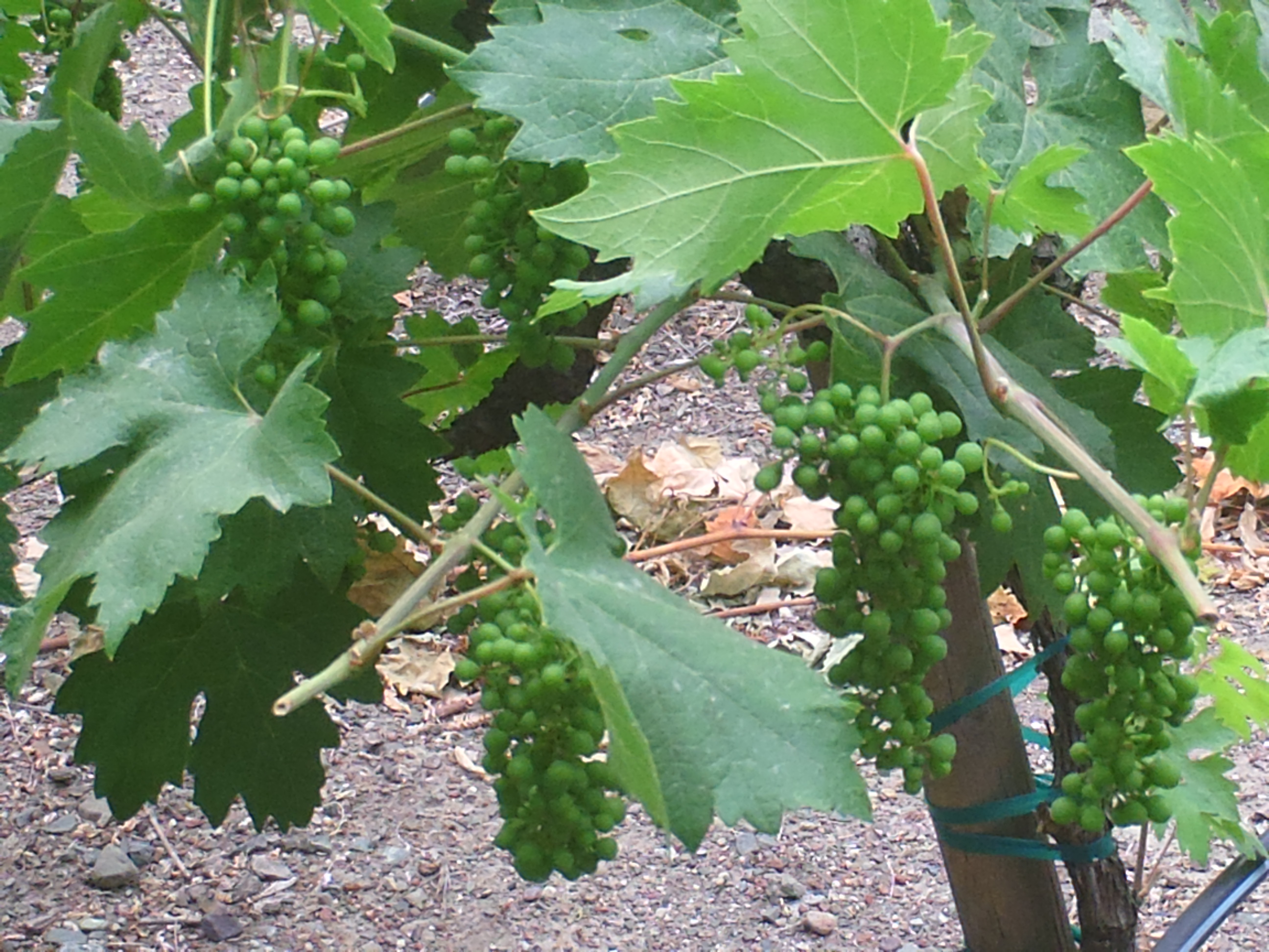 Where Do Wine Grapes Grow Best SloWine