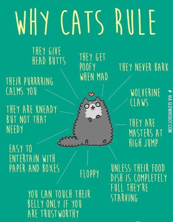 Why cats rule.
