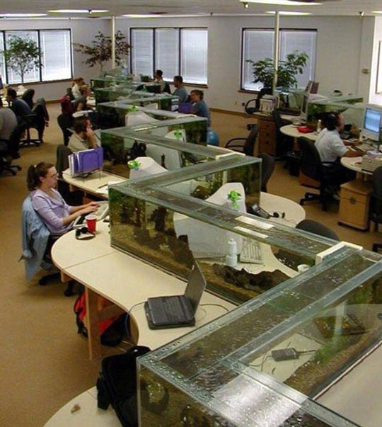 Epic Office Fish Tank