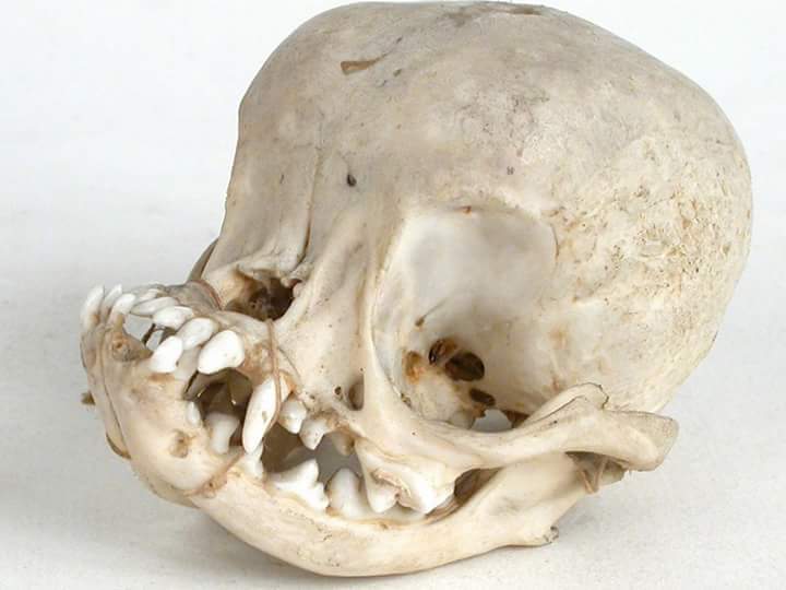 This is what the skull of a pug looks like