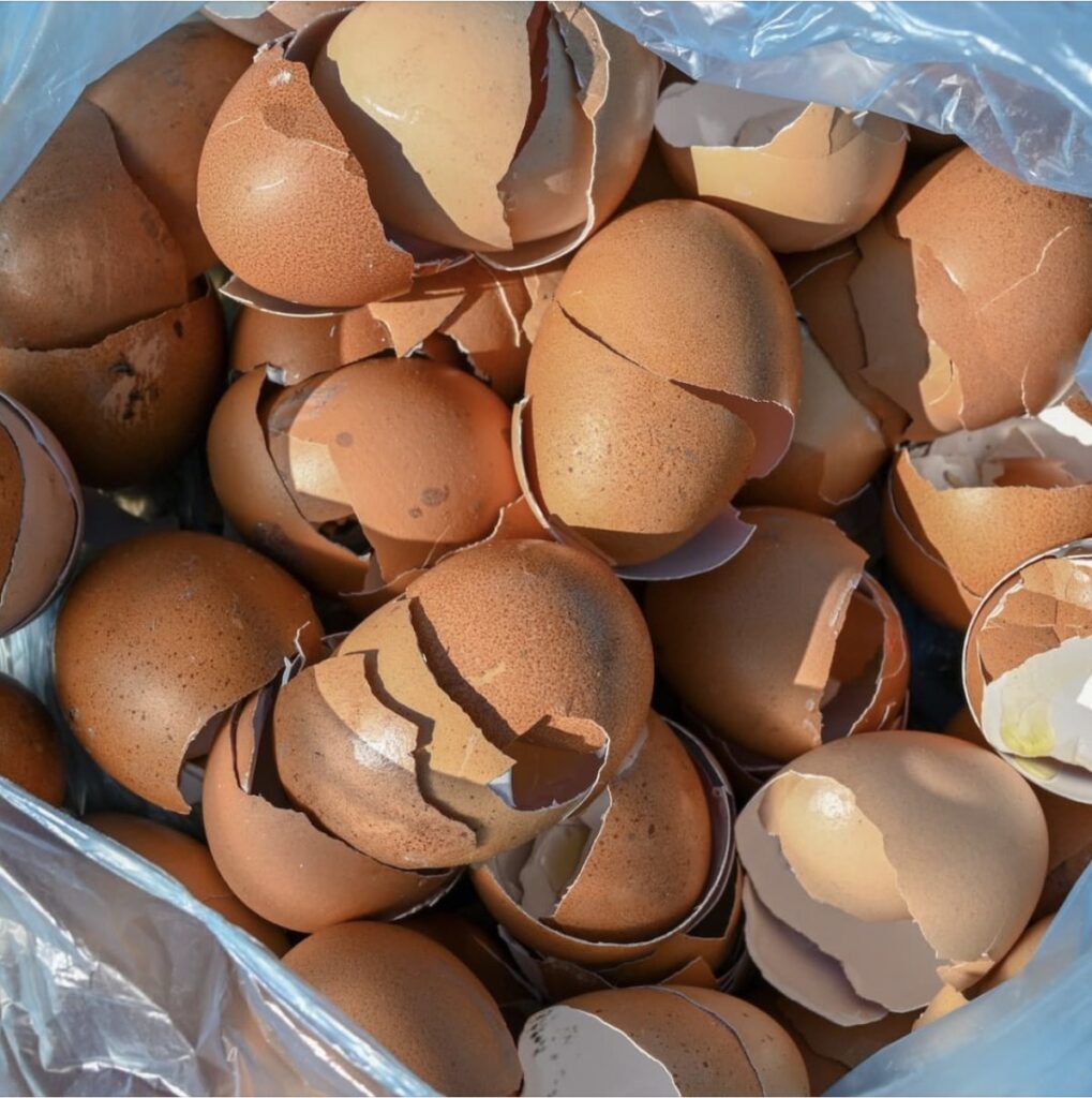 Don’t throw away eggshells! Here’s what makes them useful