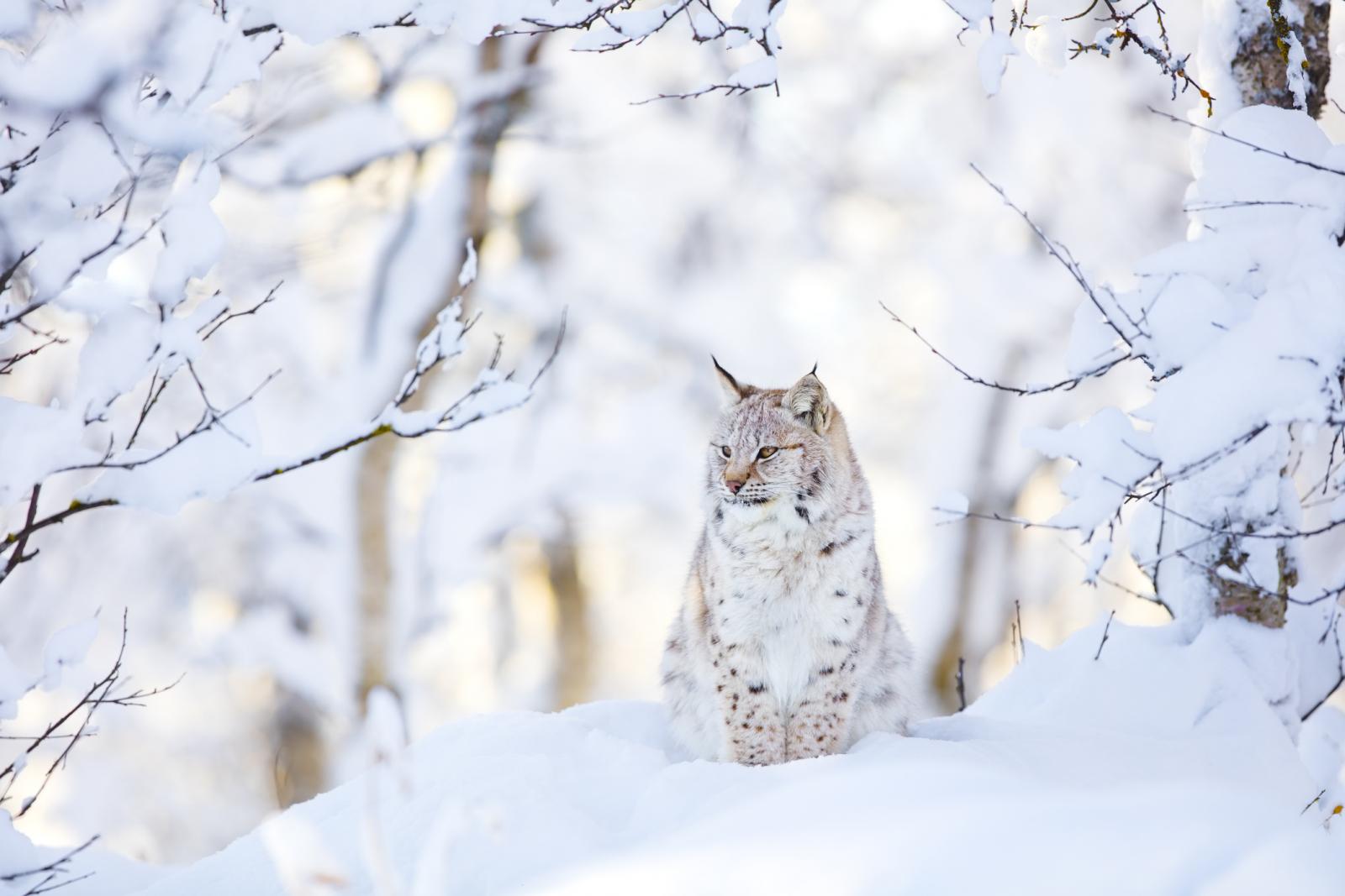 Wildlife In De Bergen: Deze Dieren Kun Je Tijdens Je Wintersport Spotten | Snowzapper