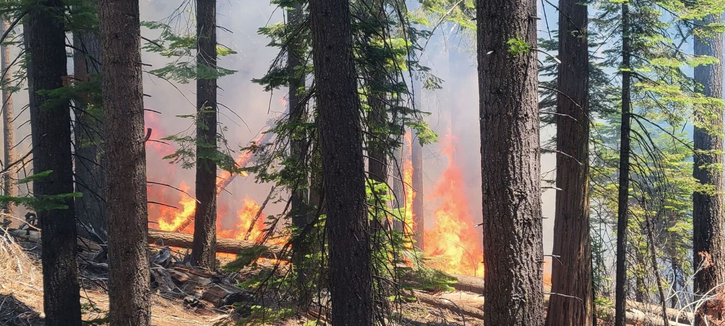 Yosemite Trees Survive Killer Fire...For Now SoGoodly