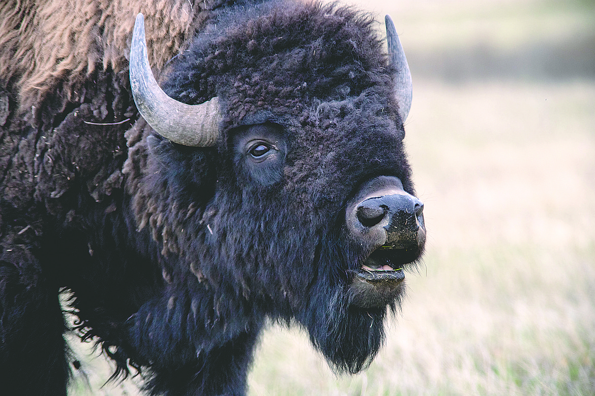 Blackfeet Release Wild Buffalo on Tribal Land A Momentous Step for