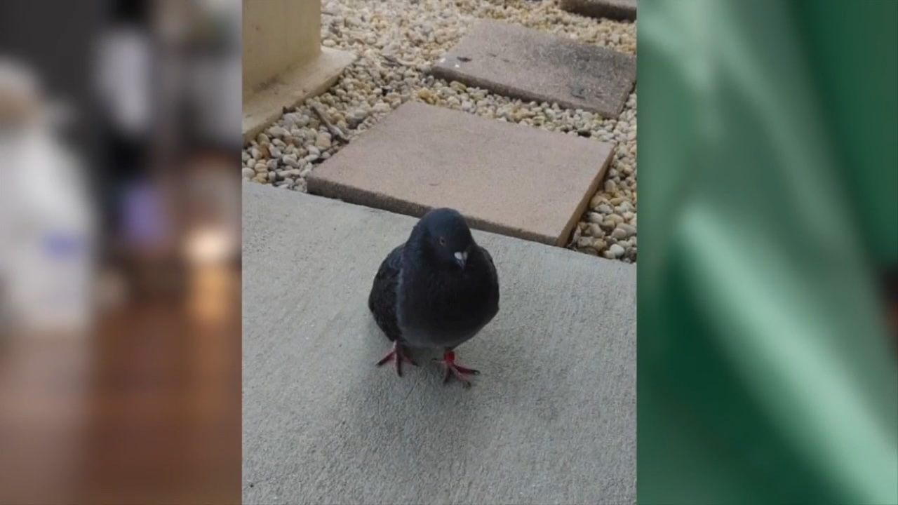 Lost Pigeon Found Outside Florida Hair Salon SoGoodly