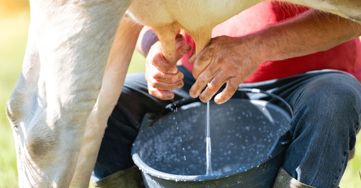 Feminist thought leader claims milking cows is the same as rape
