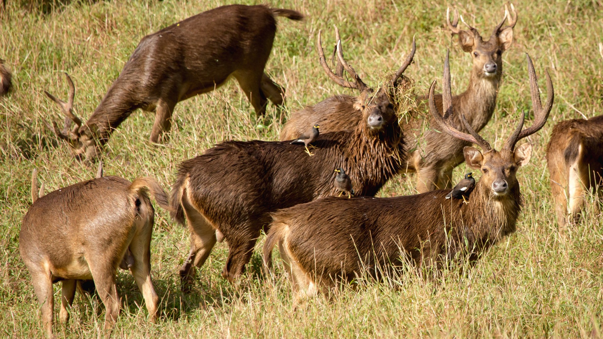 A hunting holiday in Mauritius Square Mile