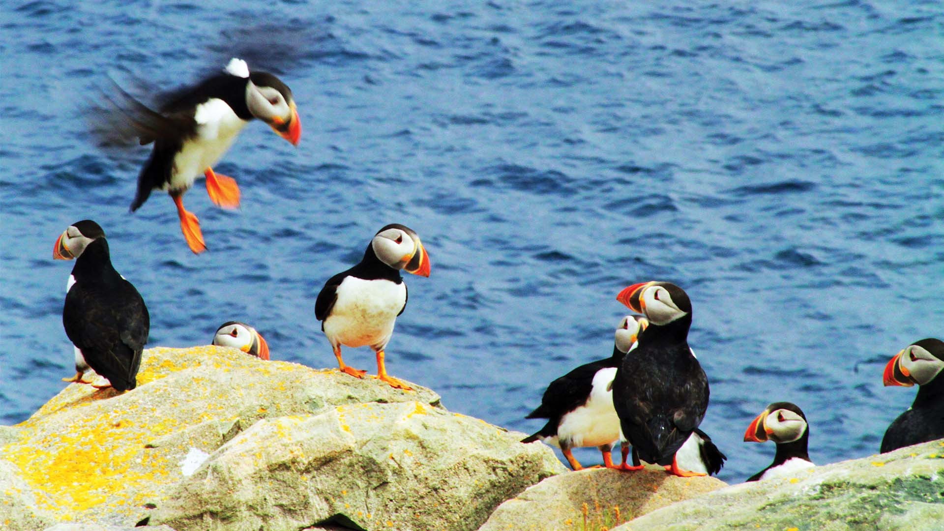 St. John's in Canada whales, icebergs and awardwinning cuisine