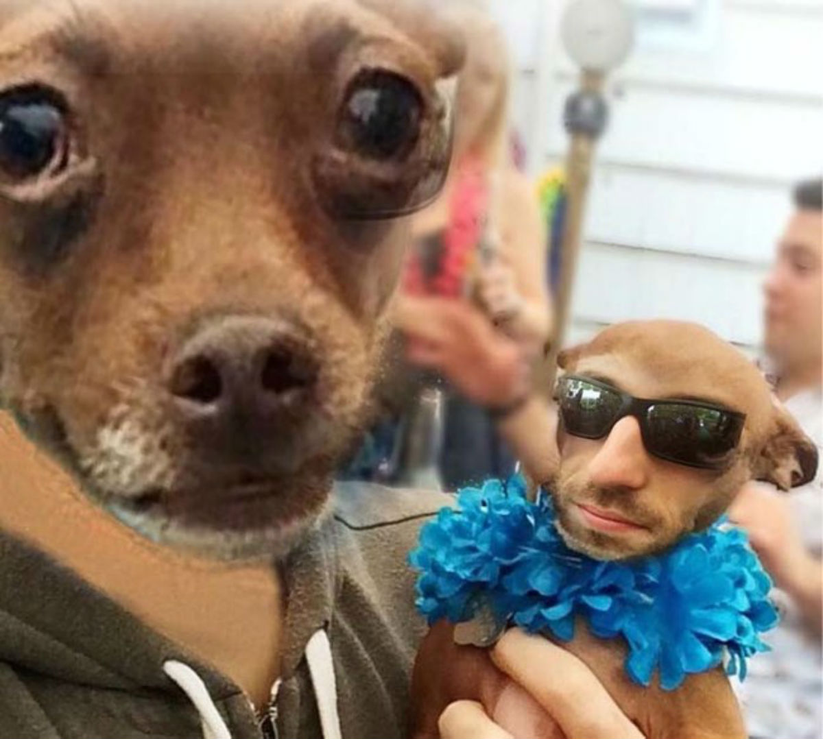 Scroll Down The Funniest Face Swap Moments Of