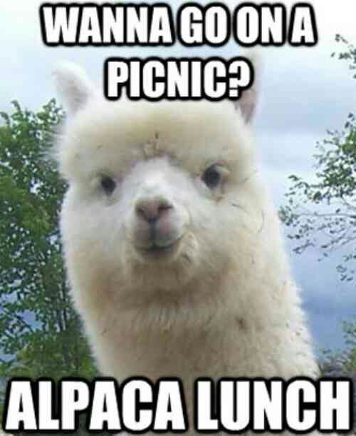 21 Funny Llama Memes If You Don't Need No Drama