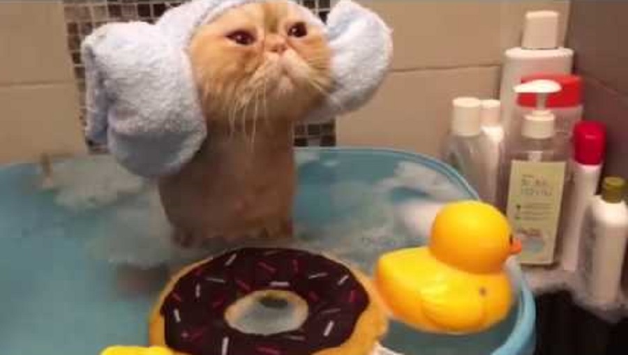 19 Adorable Pets In Shower Caps Taking A Delicious Bath
