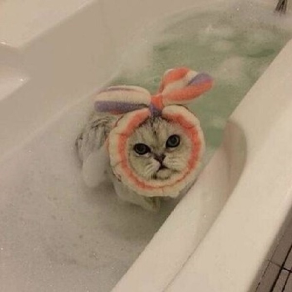 19 Adorable Pets In Shower Caps Taking A Delicious Bath