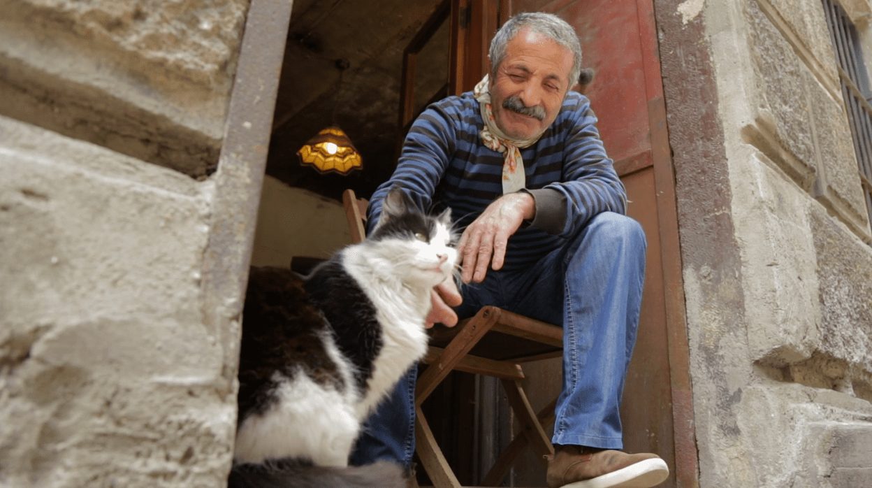 Kedi The Documentary About Istanbul's Cat Population