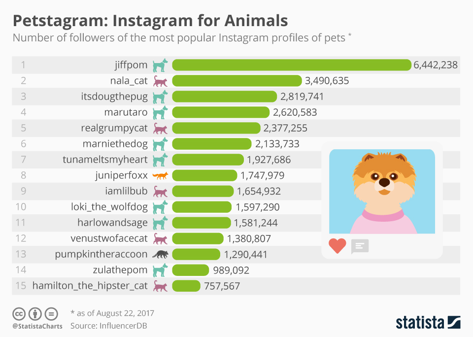 Which Dog Has The Most Followers On Instagram