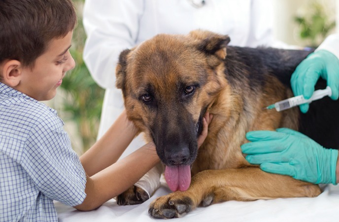 23 useful home remedies for kennel cough in dogs and cats