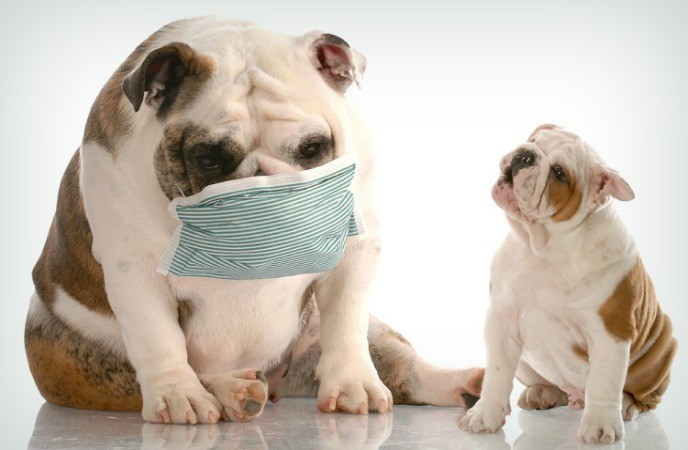 23 useful home remedies for kennel cough in dogs and cats