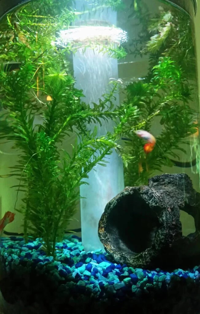 15 Floating Aquarium Plants for Beginner Freshwater Aquarists Aquanswers