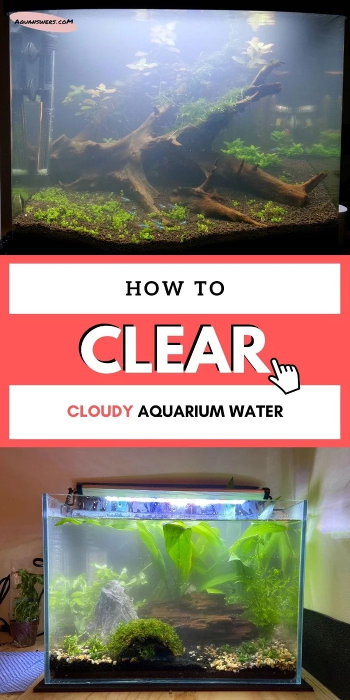 Cloudy Aquarium Water Why it Happens and How to Clear it? Aquanswers