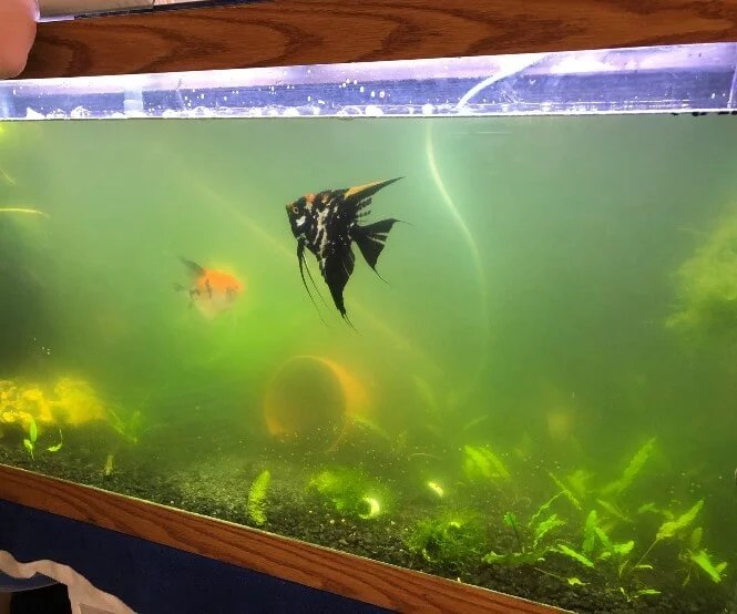 Cloudy Aquarium Water Why it Happens and How to Clear it? Aquanswers